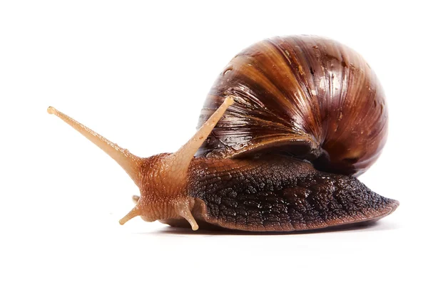 Snail on a white background — Stock Photo, Image