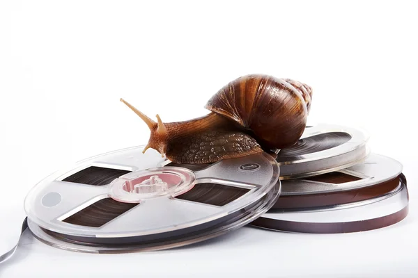 The snail creeps on a recorder tape — Stock Photo, Image