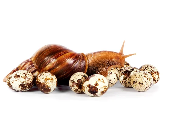 Snail and quail eggs — Stock Photo, Image