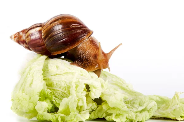 Snail on cabbage leaves — Stock Photo, Image