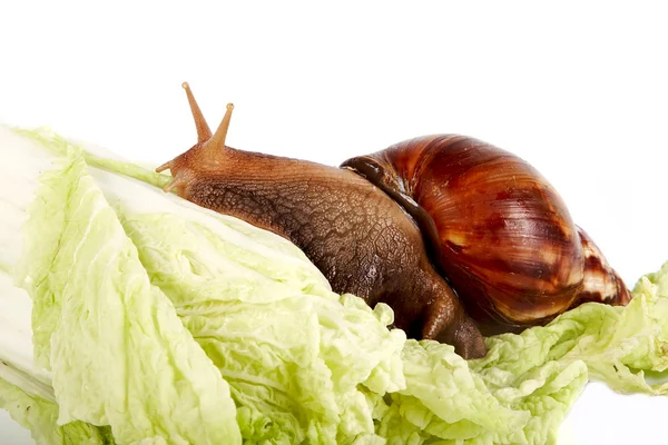 Snail on cabbage leaves — Stock Photo, Image
