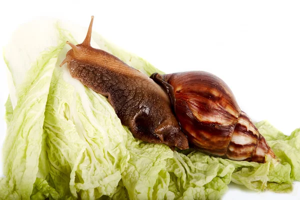 Escargot sur les feuilles de chou — Photo