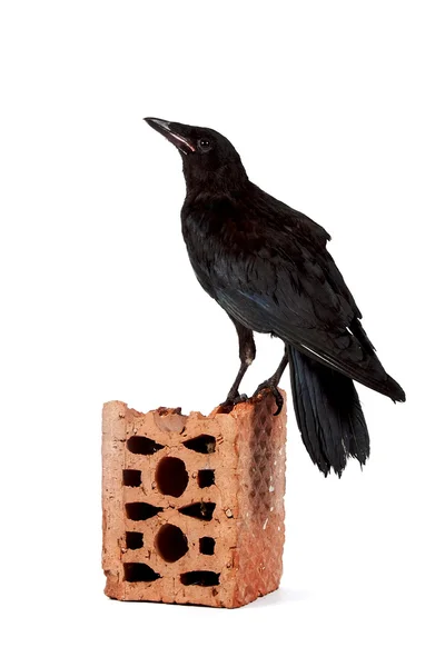 Black bird on a brick fragment — Stock Photo, Image