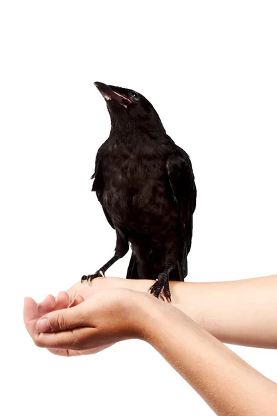Черная птица на руках — стоковое фото