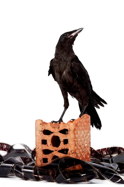 Black bird on a brick fragment in a heap of a film — Stock Photo, Image