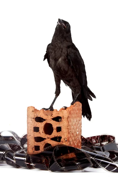 영화의 더미에 벽돌 조각에 검은 새 — 스톡 사진