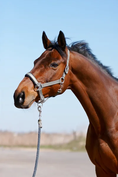 Porträtt av en sport häst — Stockfoto
