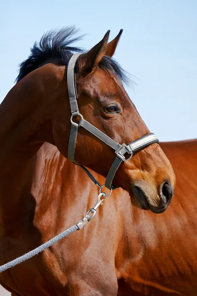 Portrét sportovní koně — Stock fotografie