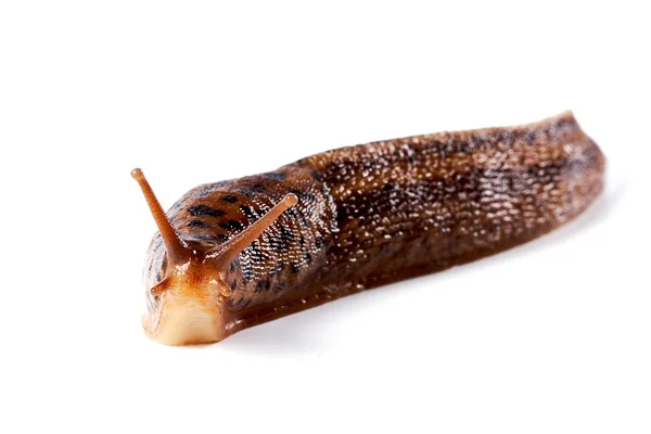Slug sur un fond blanc — Photo