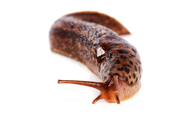 Slug on a white background — Stock Photo, Image