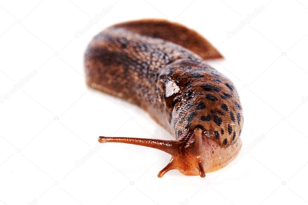 Slug on a white background