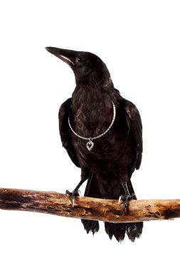 The black bird sits on a branch with a silver hear clipart