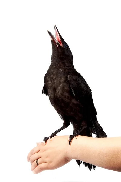 Der schwarze Vogel sitzt auf einer hand — Stockfoto