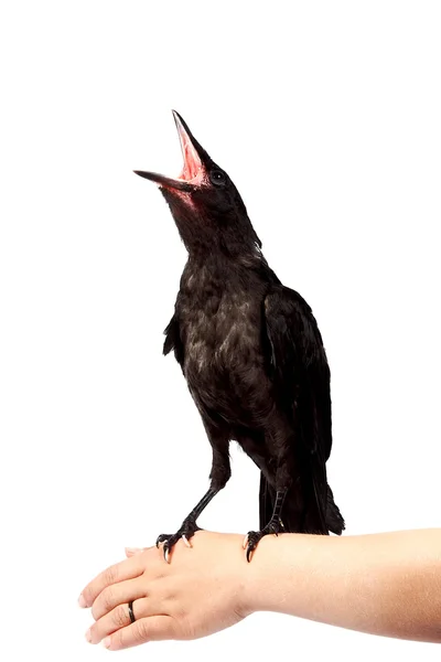 Der schwarze Vogel sitzt auf einer hand — Stockfoto