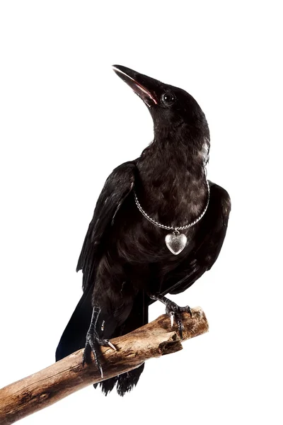 Черная птица сидит на ветке — стоковое фото