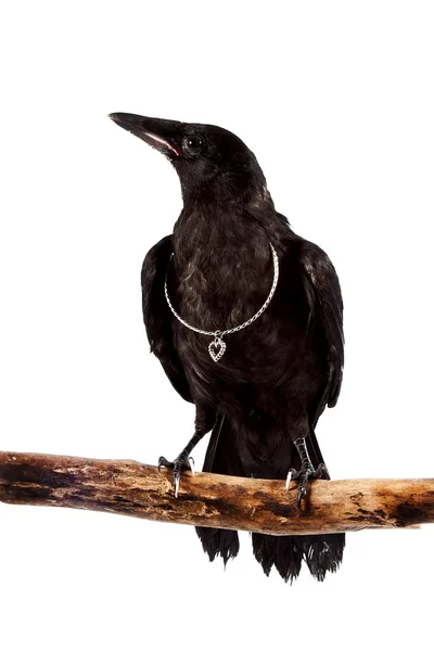 The black bird sits on a branch with a silver hear — Stock Photo, Image