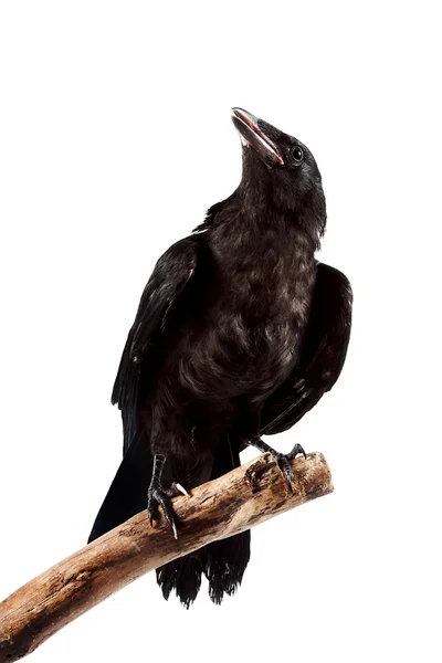 De zwarte sombere vogel — Foto de Stock