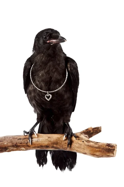 The black bird sits on a branch with a silver heart — Stock Photo, Image