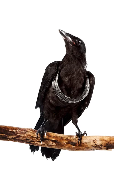 The black bird sits on a branch with a silver necklace — Stock Photo, Image