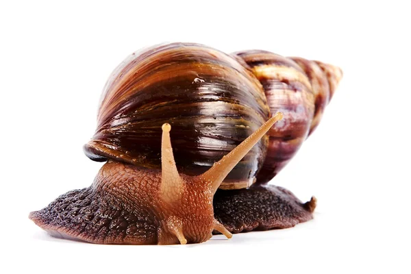 Akhatin's snail — Stock Photo, Image
