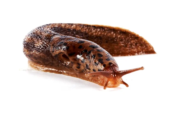 Slug on a white background — Stock Photo, Image