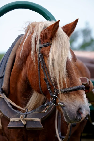 The harnessed horse — Stock Photo, Image