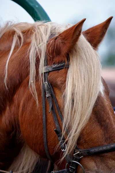 The harnessed horse — Stock Photo, Image