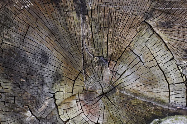 Срезанный ствол дерева — стоковое фото