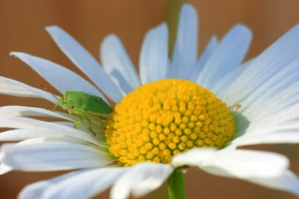 Stock image Beetle is sitting on a daisy