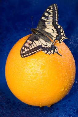 Fruit with butterfly