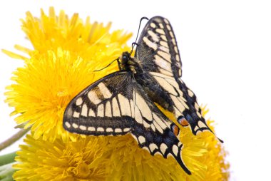 Dandelions üzerinde Kelebek