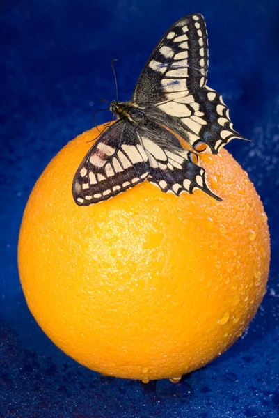 Fruta com borboleta — Fotografia de Stock