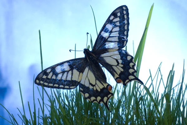 Vlinder — Stockfoto