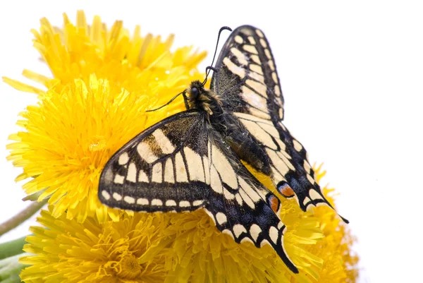 Бабочка на одуванчиках — стоковое фото
