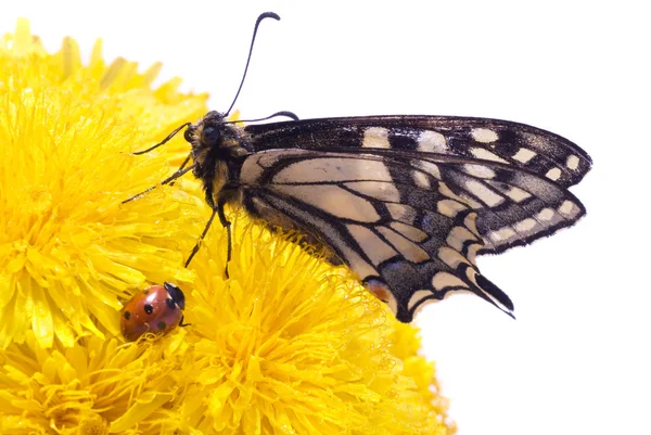 Kelebek ve uğur böceği — Stok fotoğraf