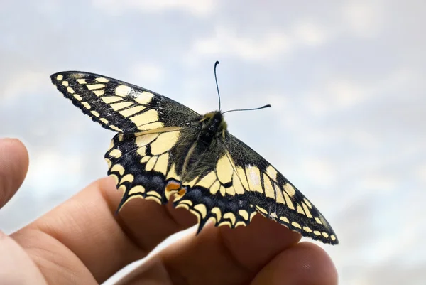 Yandan kelebek — Stok fotoğraf