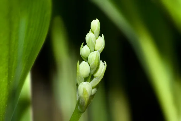 Lily of the valley — Stock Photo, Image