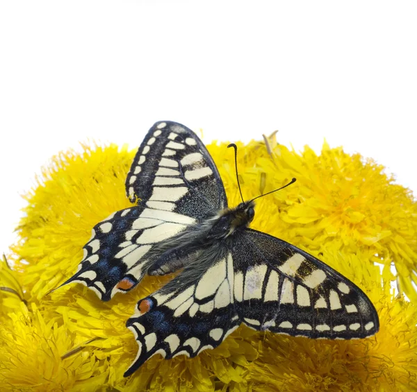 Бабочка на одуванчиках — стоковое фото
