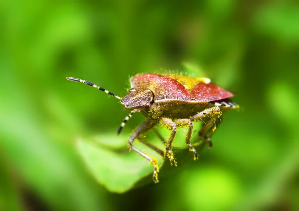 Bedbug — Stock fotografie