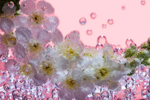 Cerisier oiseau — Photo