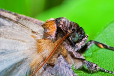 Saturnia pyri