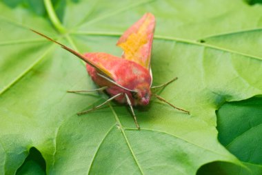 Pink moth clipart