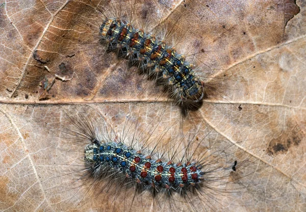 Colorful caterpillar — Stock Photo, Image
