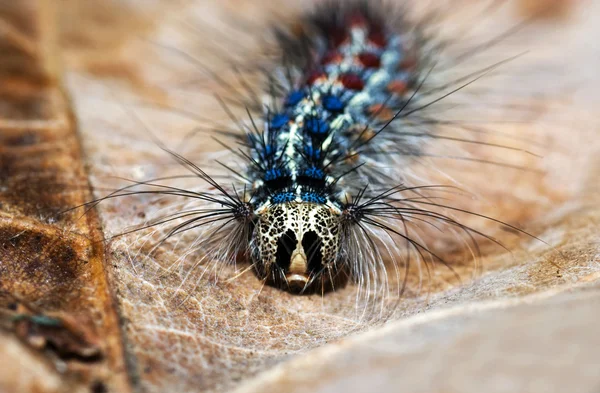 Colorful caterpillar — Stock Photo, Image