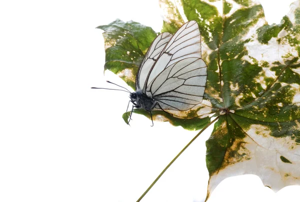 Mariposa blanca —  Fotos de Stock