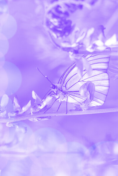 Мухи-дрозды