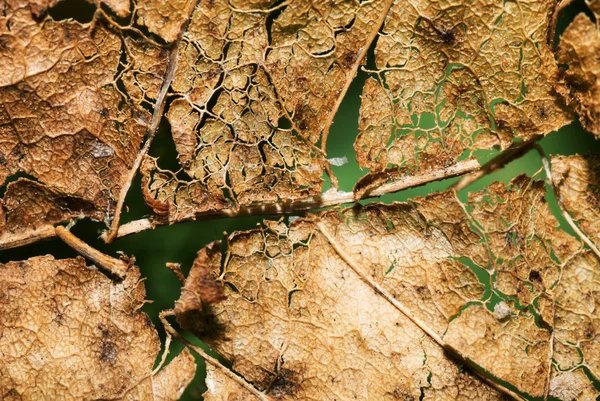 Folha seca — Fotografia de Stock