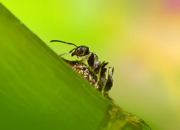 Ameise auf Gras — Stockfoto