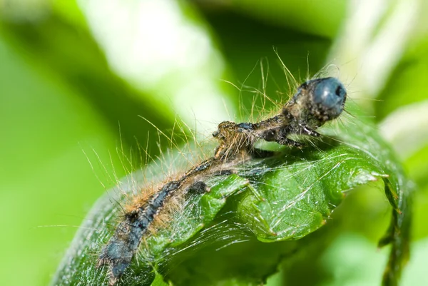 Dead caterpillar — Stock Photo, Image