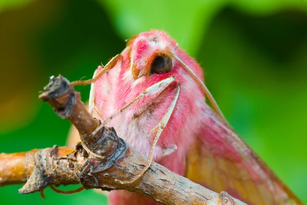 Primrose nachtvlinder — Stockfoto